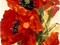 COQUELICOTS